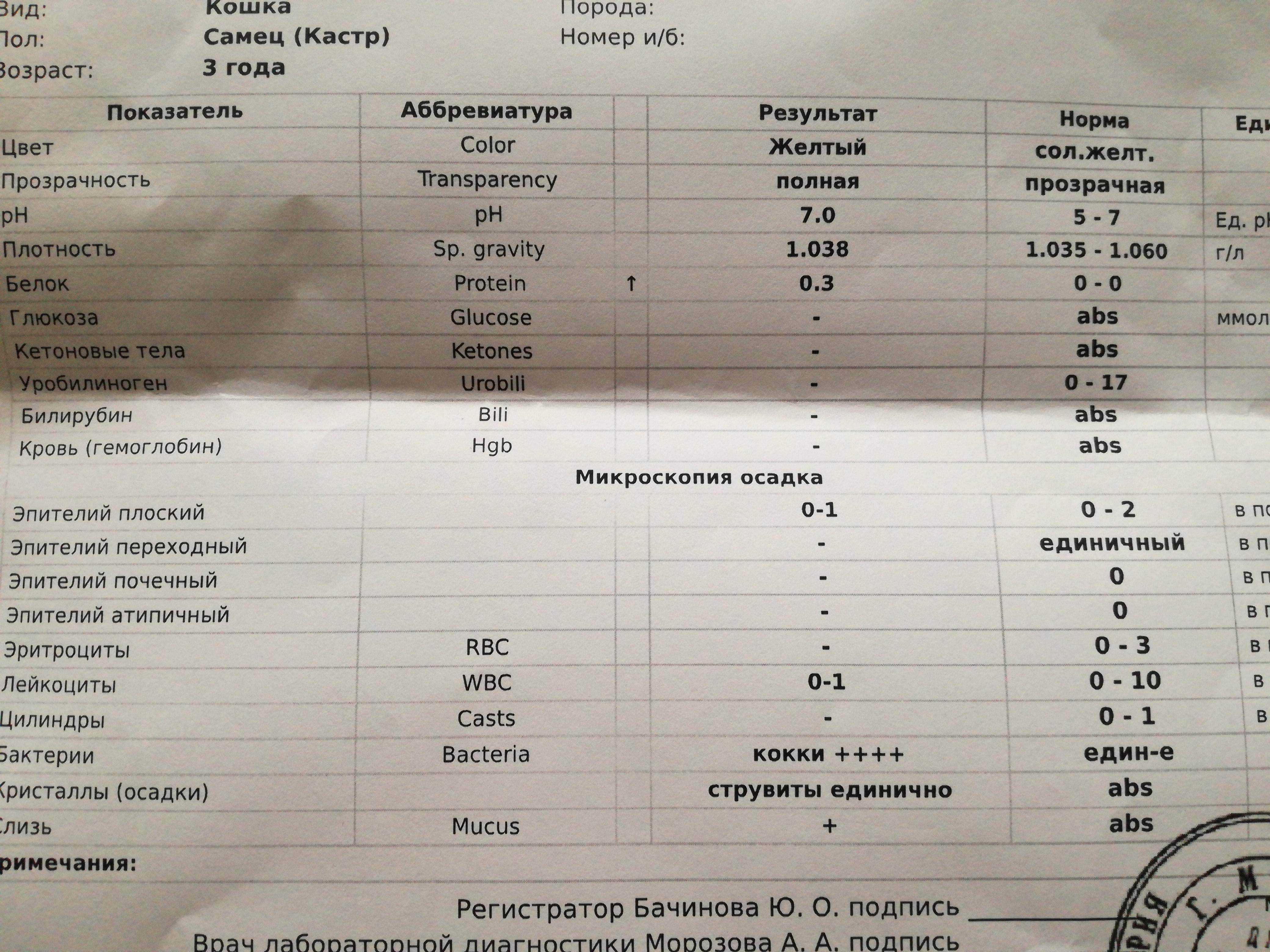 Как собрать мочу у кота на анализ?