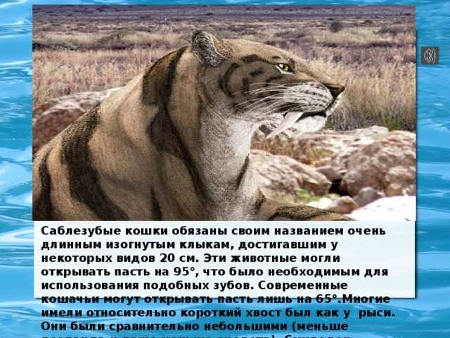 Как уживались древние люди с саблезубыми тиграми?