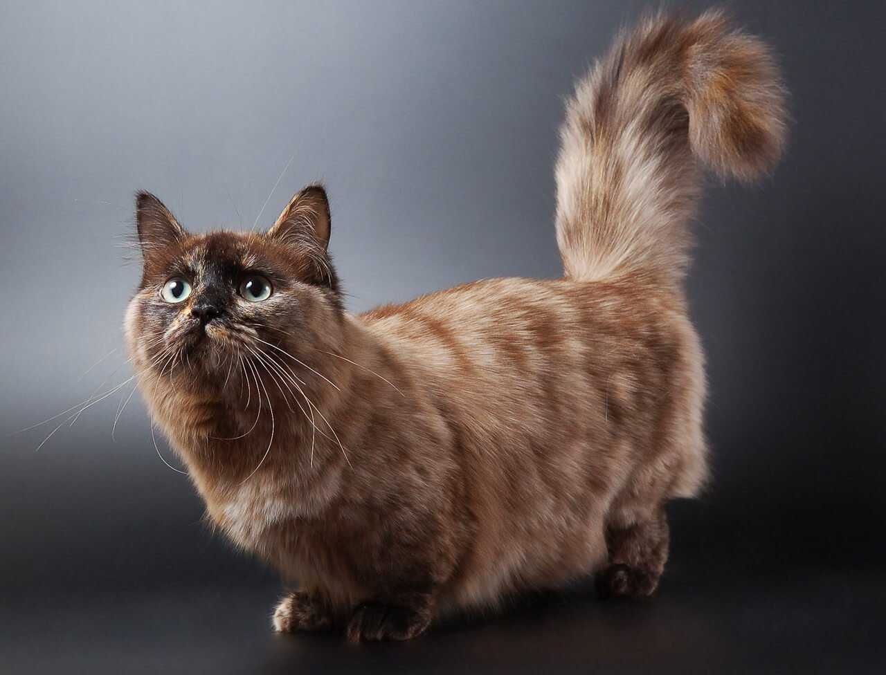 Манчкин