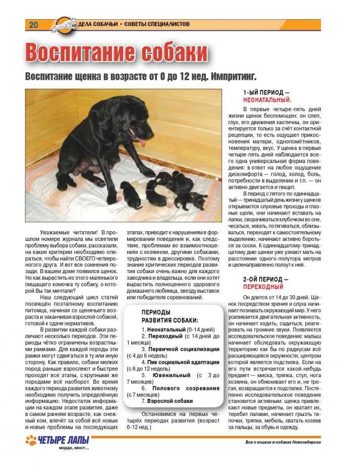 Ранняя социализация щенка | блог ветклиники "беланта"