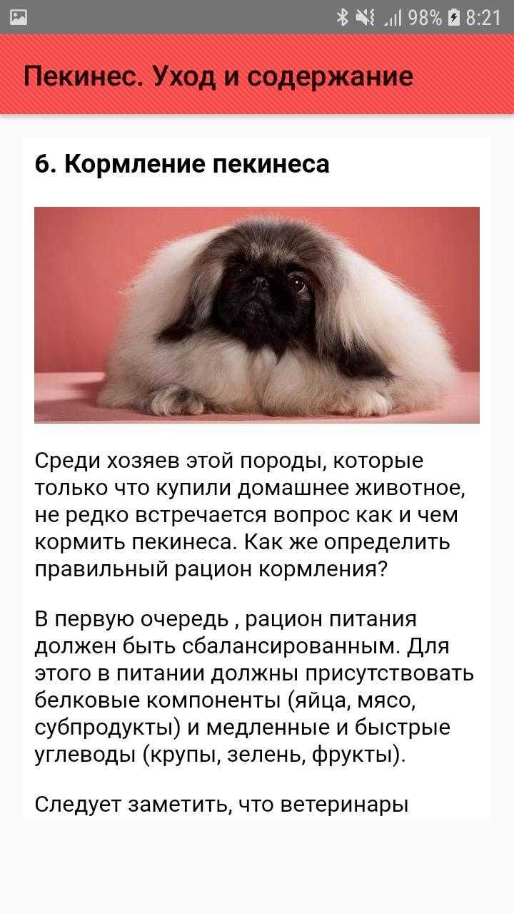 Пекинес