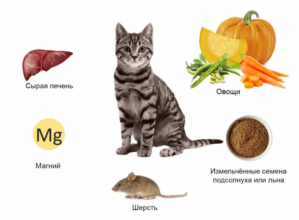 Котенок не ходит в туалет по большому, что делать: симптомы и причины запора, пути решения проблемы