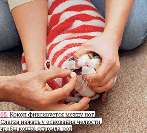 Какое обезболивающее можно дать коту в таблетках и уколах