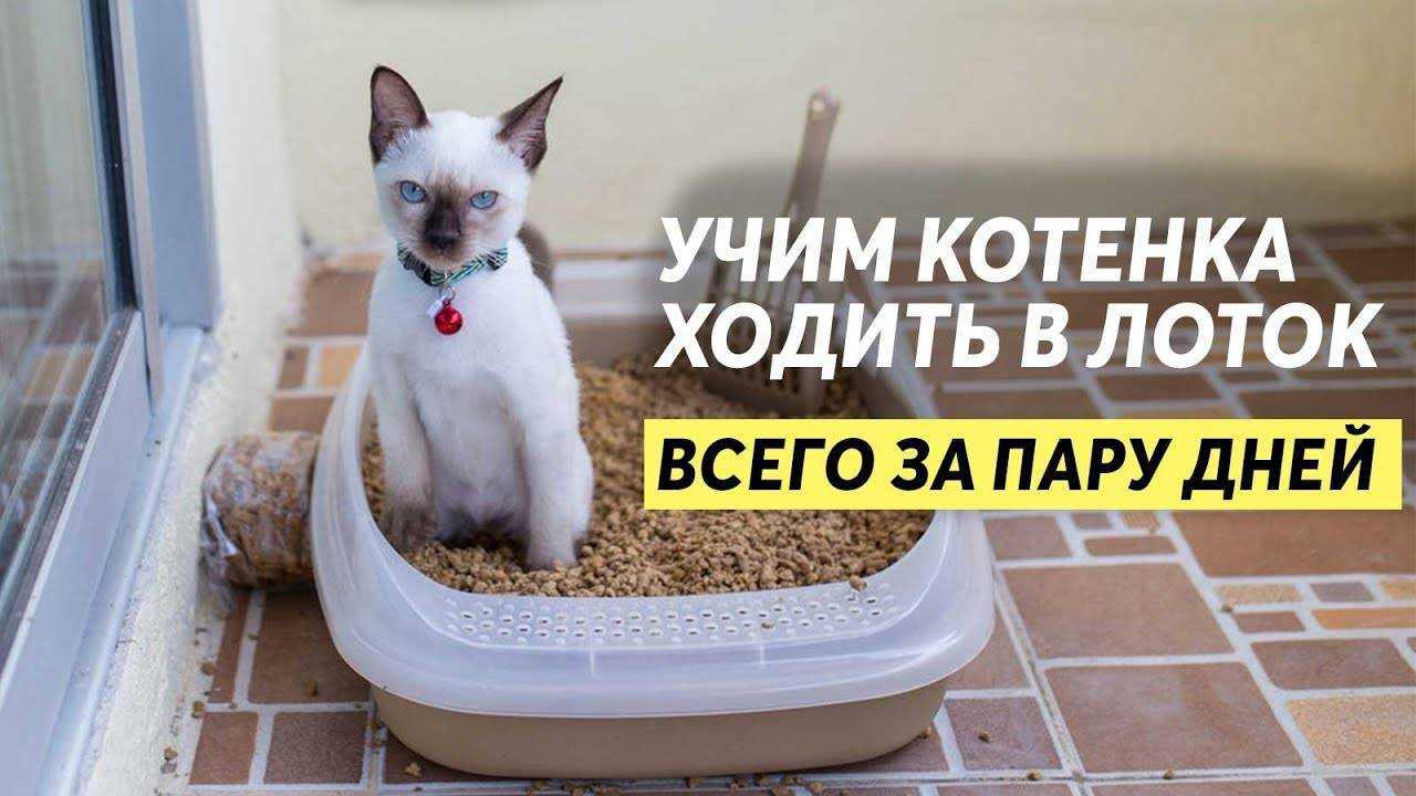 Как быстро и просто приучить котенка к лотку в квартире как подобрать лоток и наполнитель особенности приучения 1 2 месячного котёнка и взрослой кошки