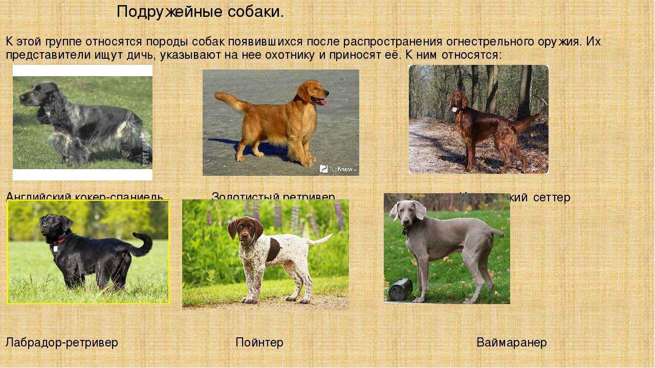 Русская гончая — фото, описание и особенности породы собак