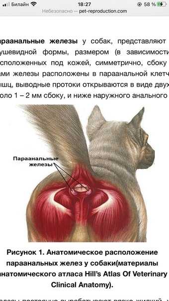 Воспаление параанальных желез у кошки и лечение заболевания