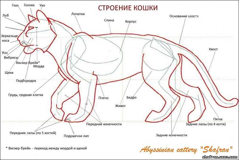 Строения скелета кошки