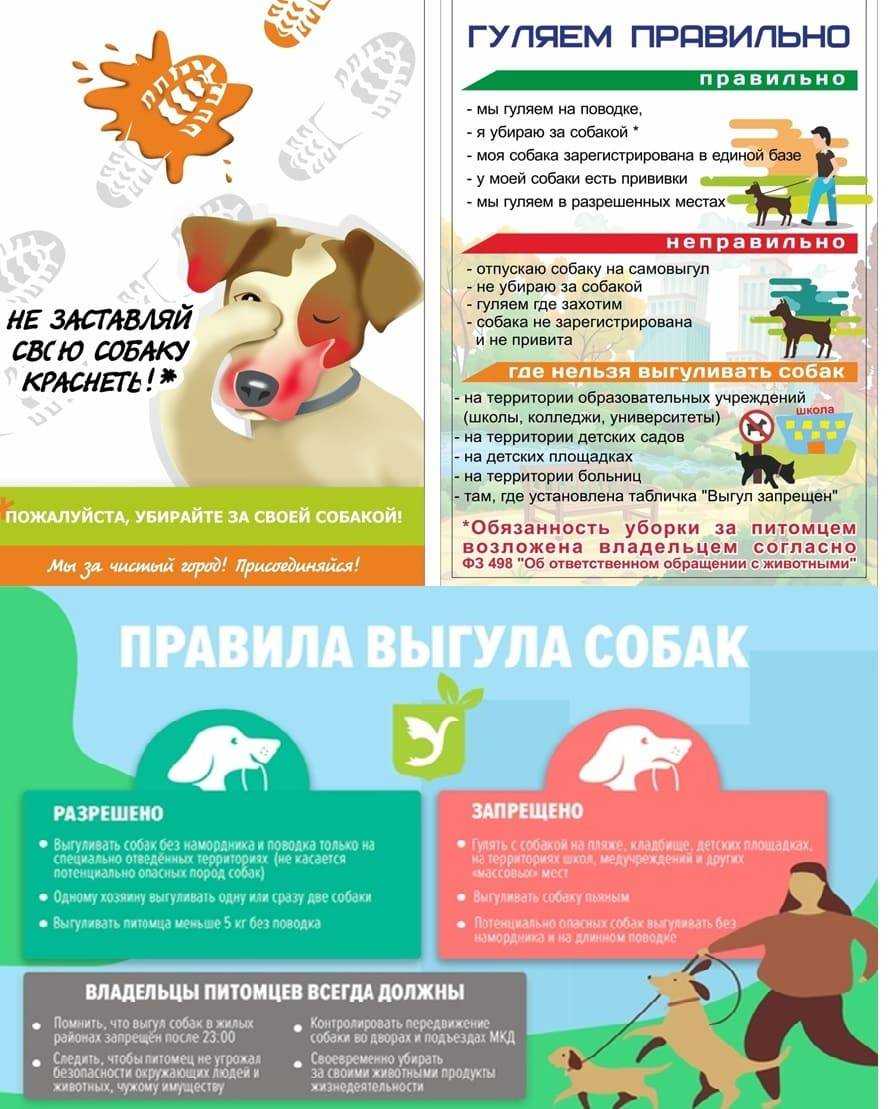 Правила выгула собак: закон о домашних животных 2023 года