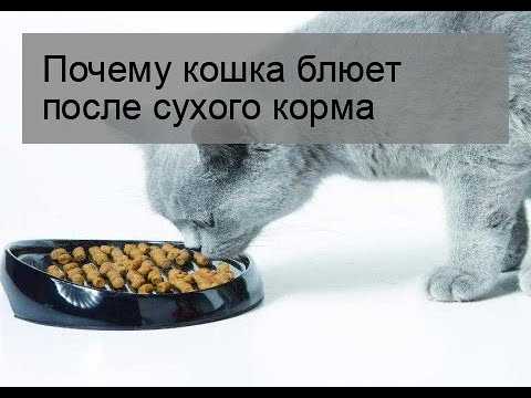 Рвота у кошки после еды: причины