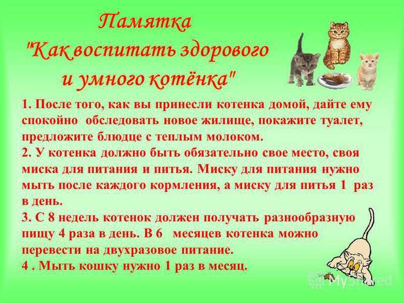 Правильное воспитание котенка: советы и рекомендации экспертов | ваши питомцы