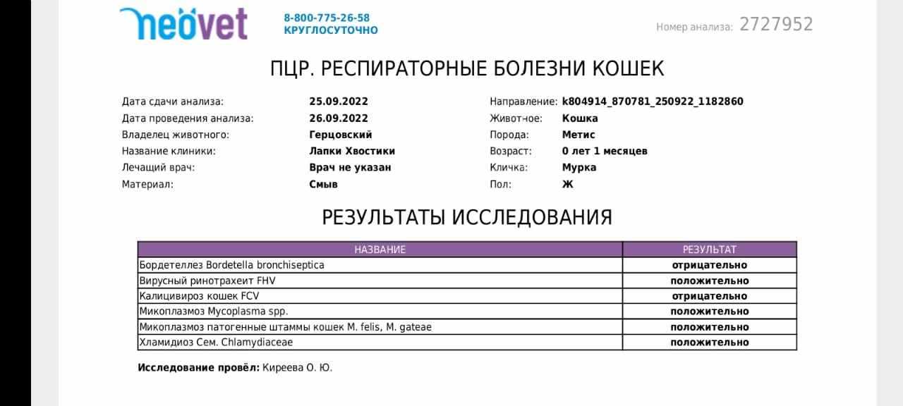 Микоплазмоз у собак: что это такое, как лечить, передается ли человеку