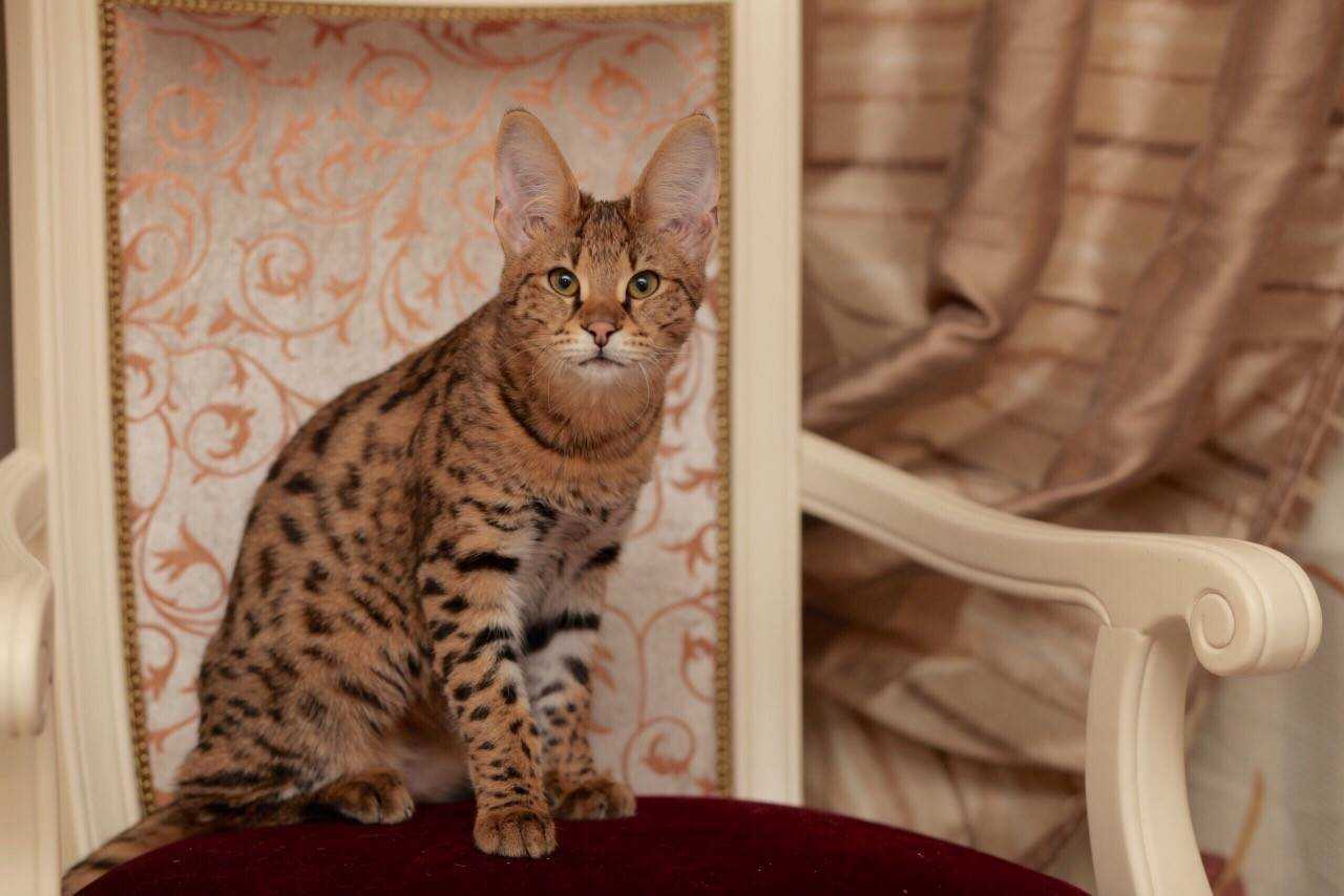 Кошка ашера – уникальная рекламная кампания талантливых аферистов