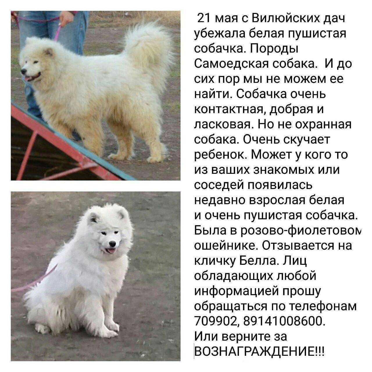 Белые породы собак: особенности, фото, 35 пород