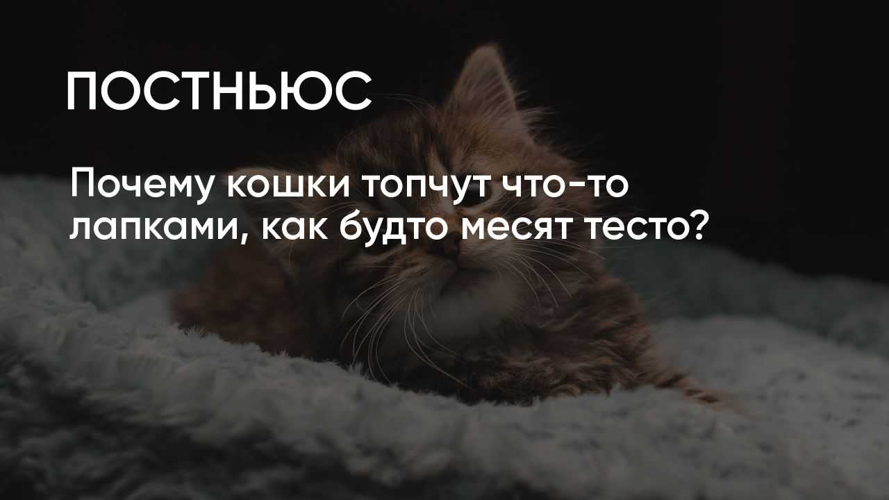 Почему кошки топчут нас лапками: восемь ответов на один вопрос