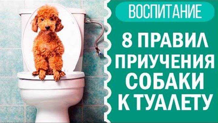 Как приучить собаку к туалету на улице - рекомендации специалистов