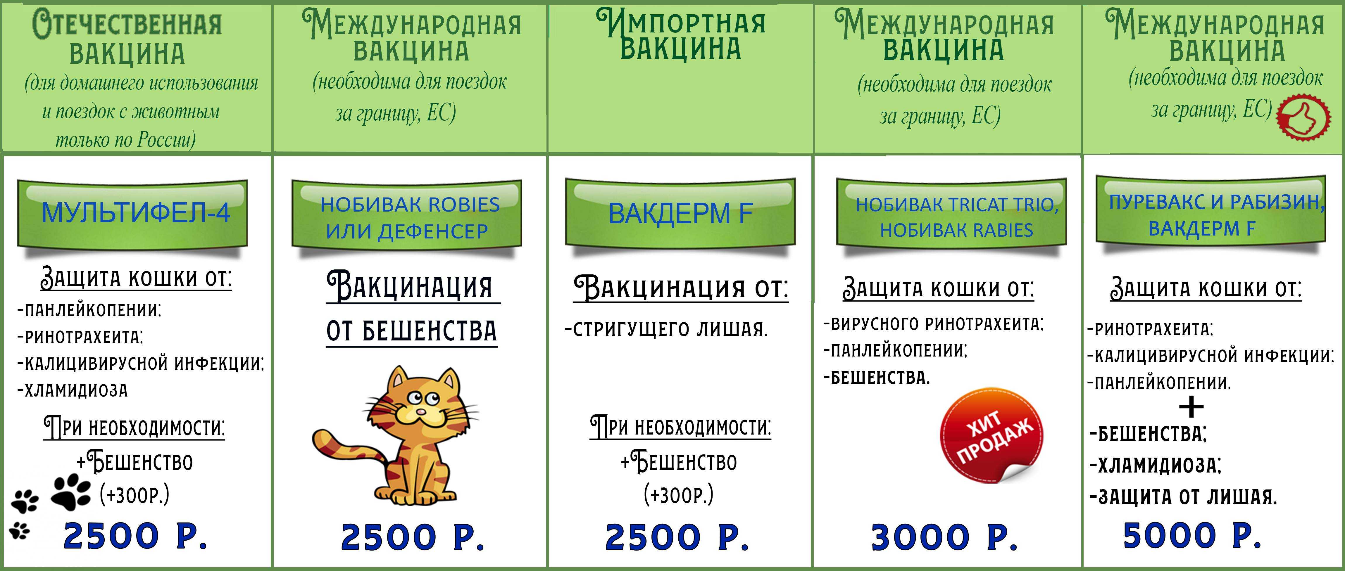 Прививки котятам и взрослым кошкам: график вакцинации