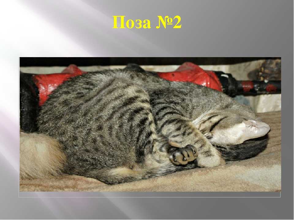 Приметы про котов и кошек