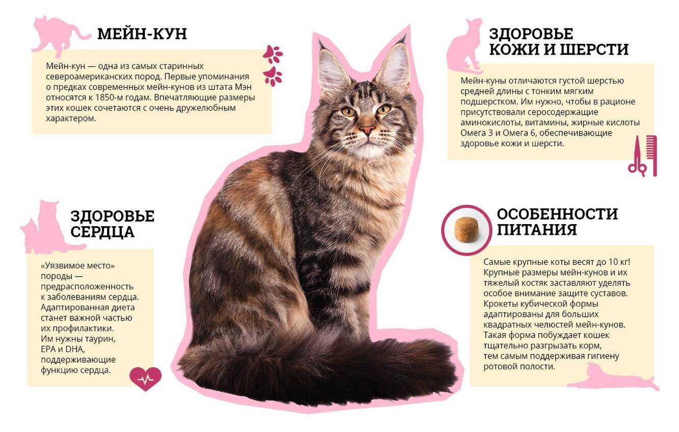 Мейн-кун окраса черный дым - фото котят