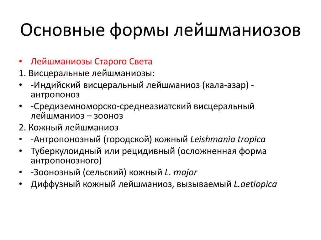 Виды, признаки и лечение лейшманиоза у людей и собак