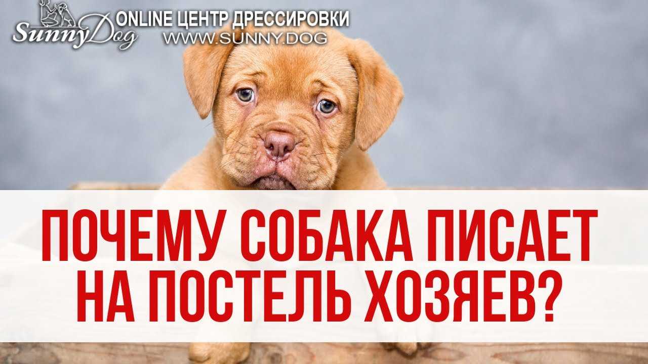 Как отучить собаку метить дома или в квартире