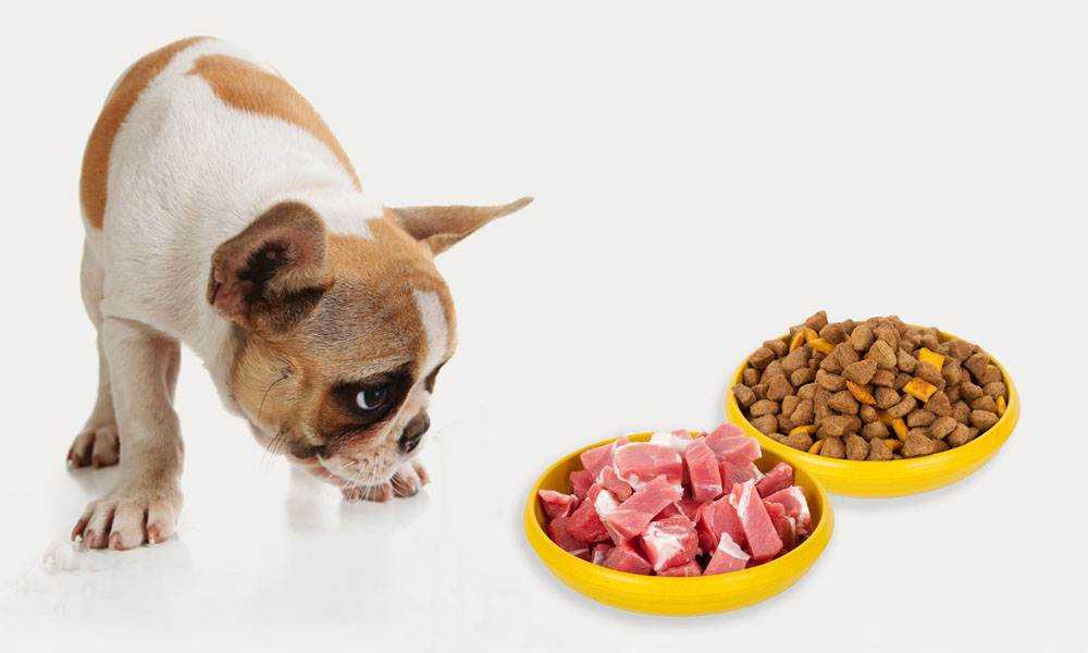Как правильно перевести собаку на сухой корм — pet-mir.ru
