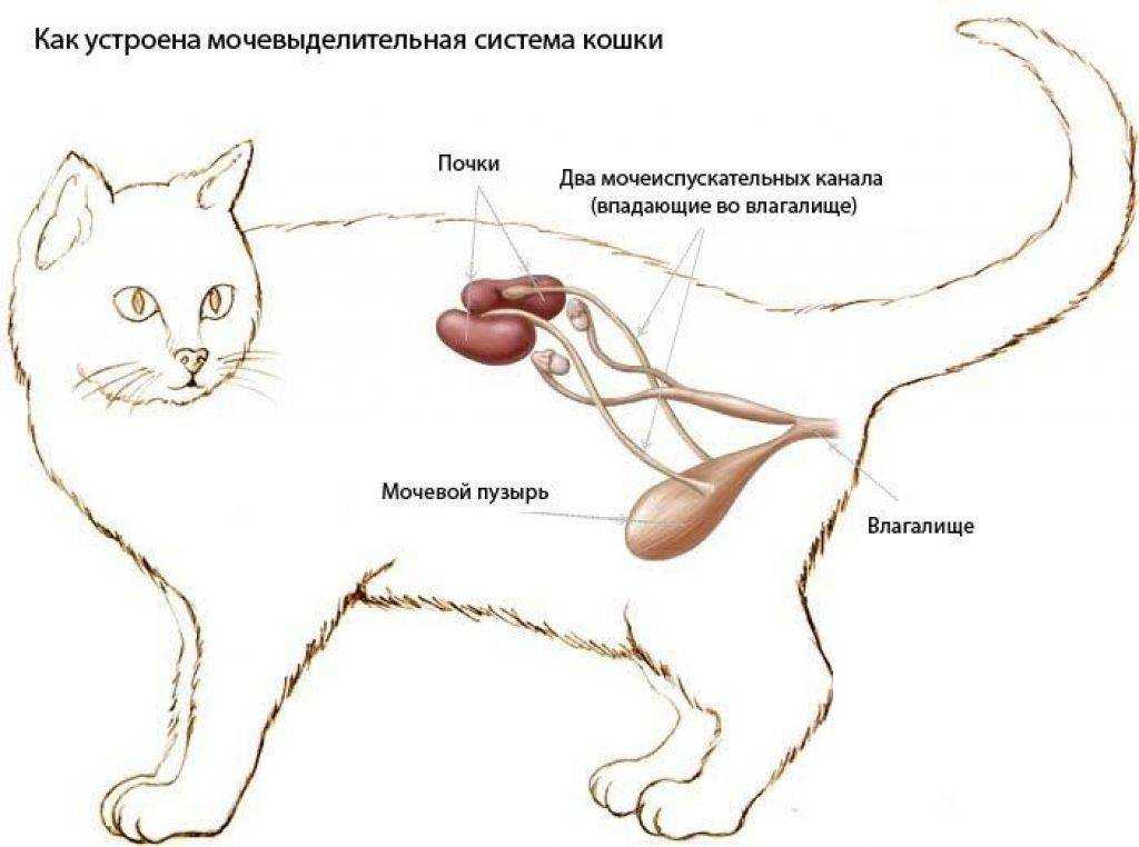 Кошка кормящая котят постоянно хочет есть