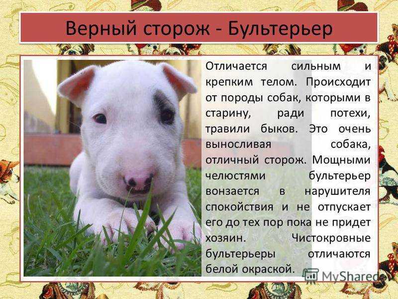 Бультерьер: описание породы, здоровье и характер, особенности ухода | блог ветклиники "беланта"