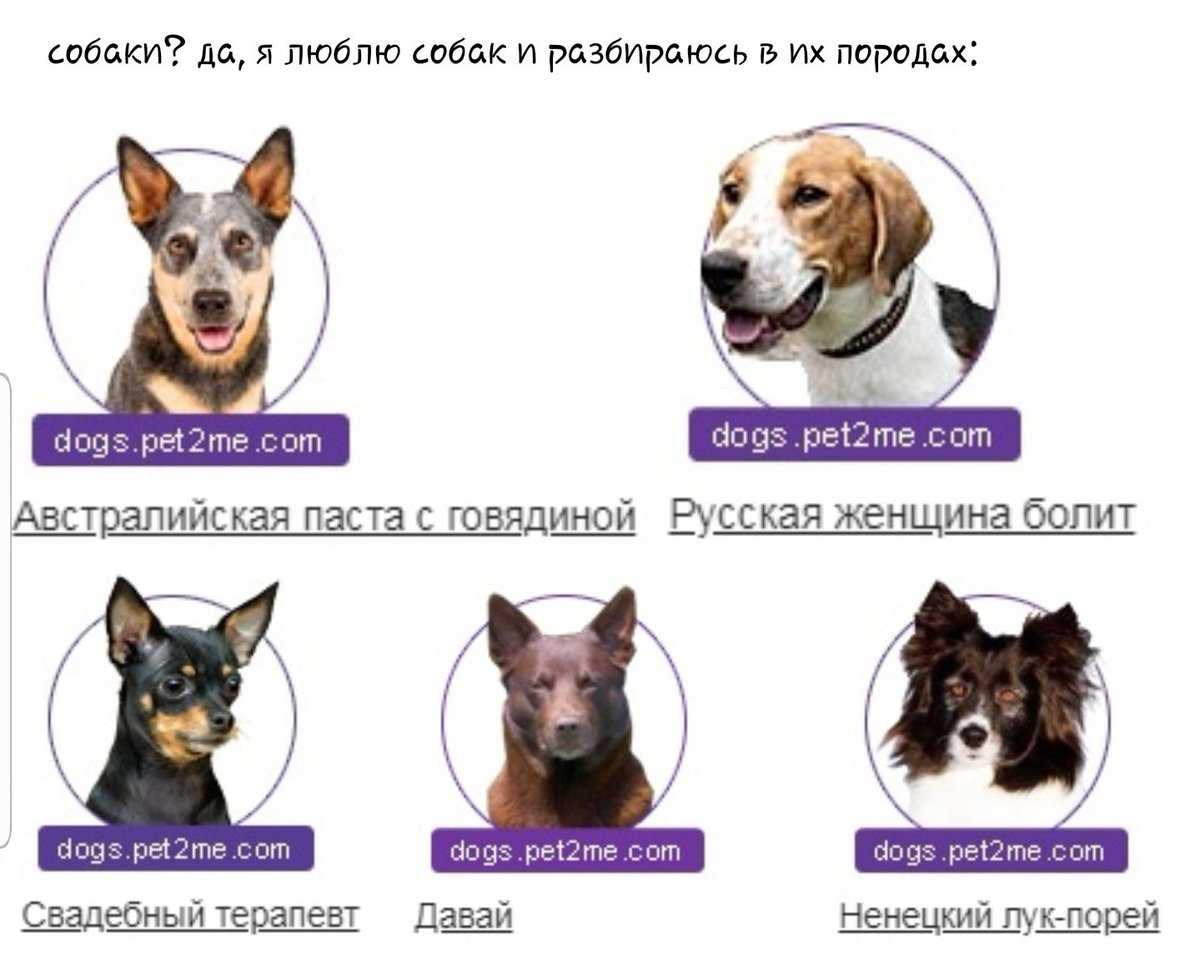 Как определить щенка немецкой овчарки - отличие от дворняги, признаки метиса