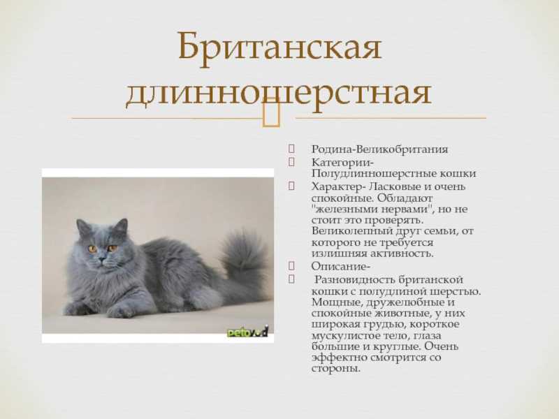 Окрасы британской кошки