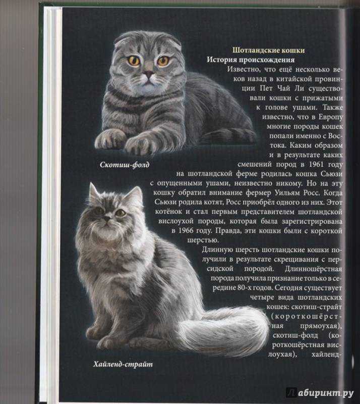 Порода кошек шотландская прямоухая: чем отличается от британской, характер страйтов, наследственные заболевания