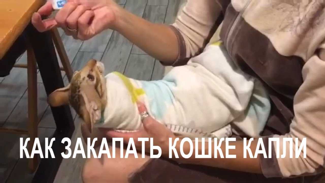 Можно ли кошкам протирать глаза чаем, как правильно ухаживать