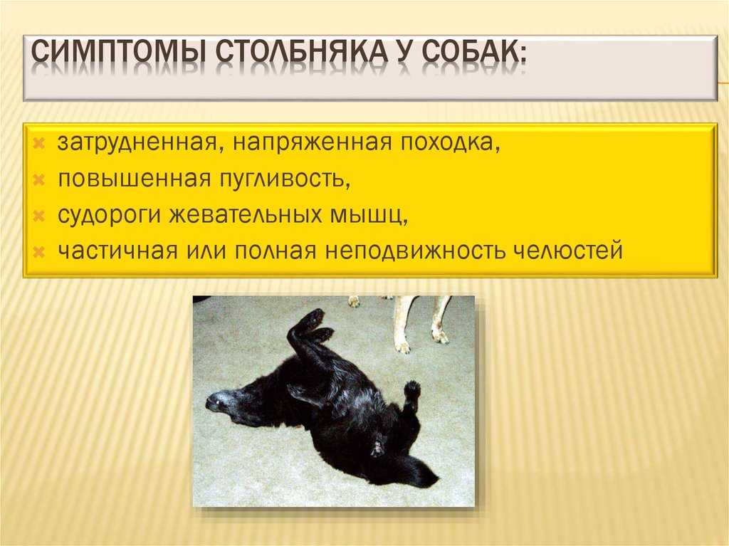Как распознать бешенство у кошки - wikihow