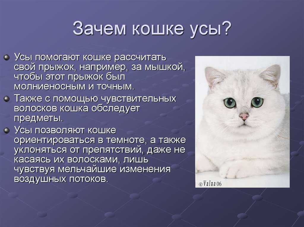 Зачем кошке нужны усы?