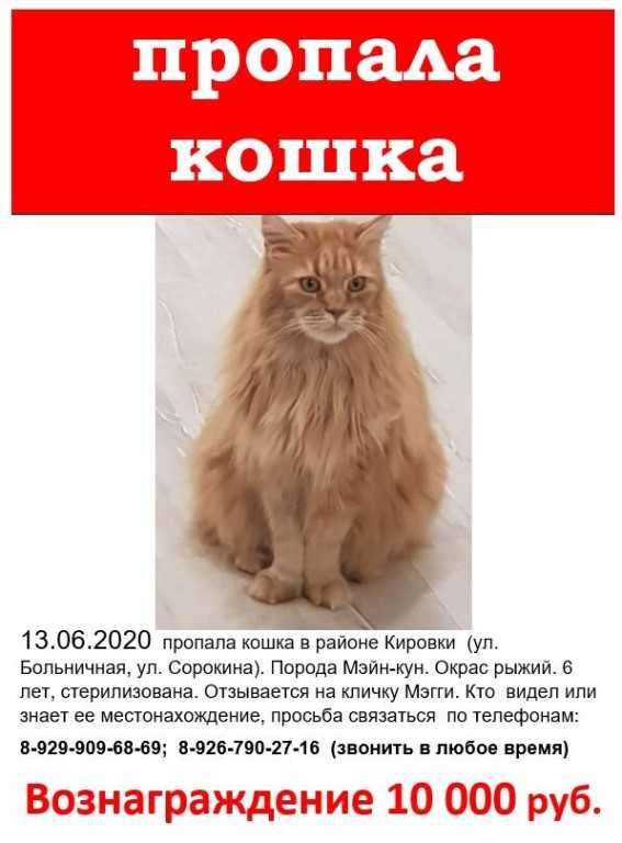 Что делать, если пропал кот? как найти пропавшую кошку как узнать жив ли кот или нет