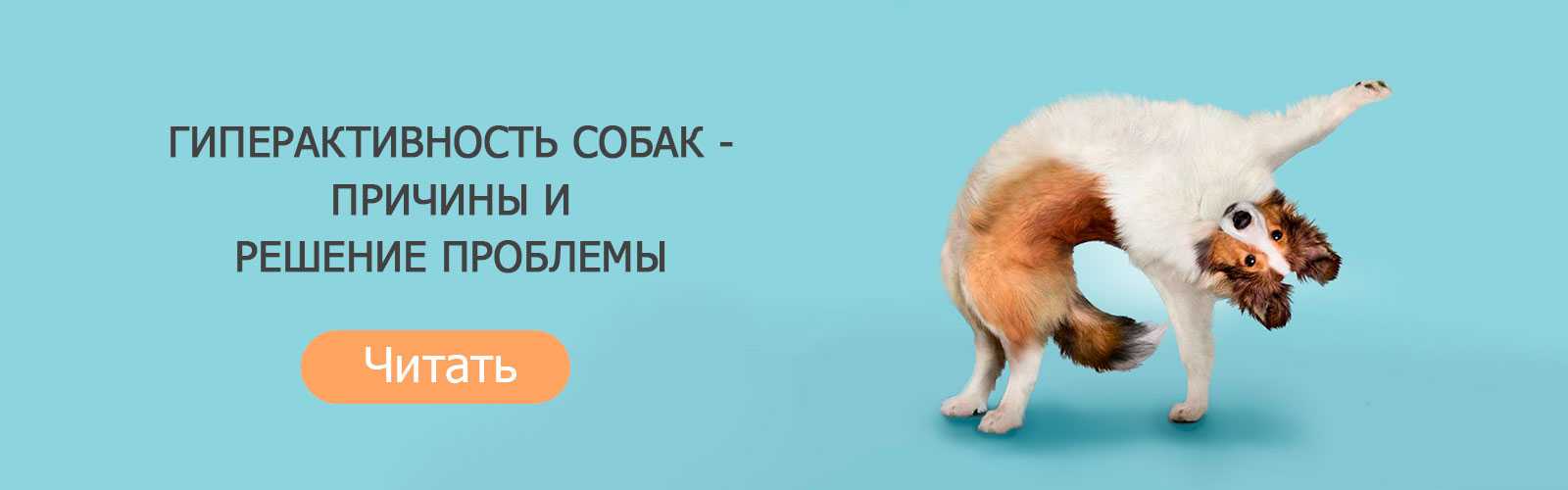 Гиперактивная собака - причины, симптомы и лечение