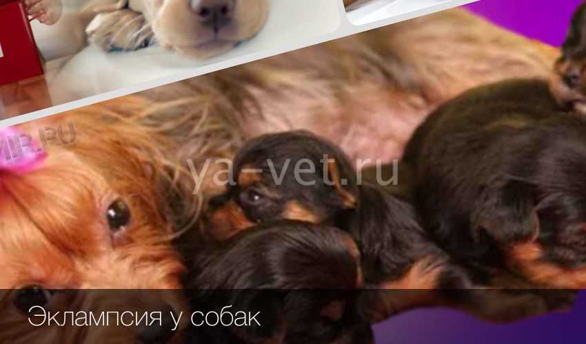 Послеродовая эклампсия у собак и кошек