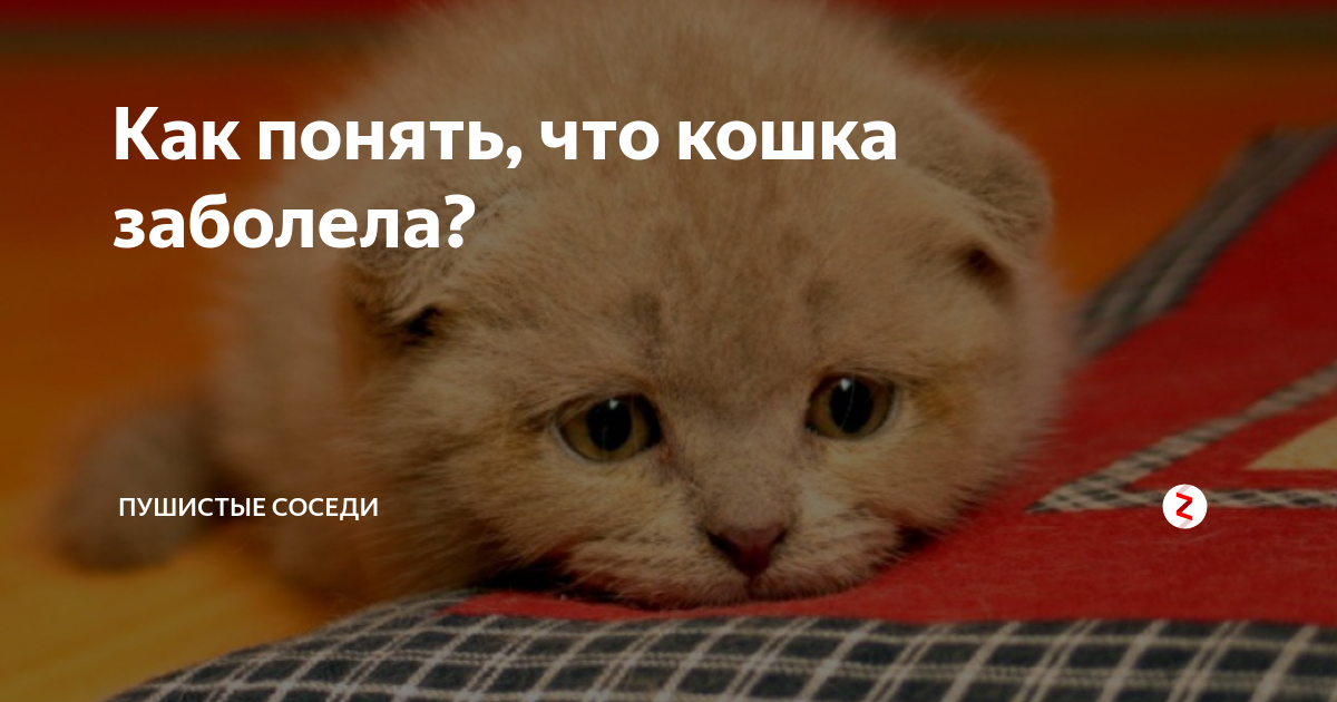 15 распространенных болезней домашних кошек и их симптомы