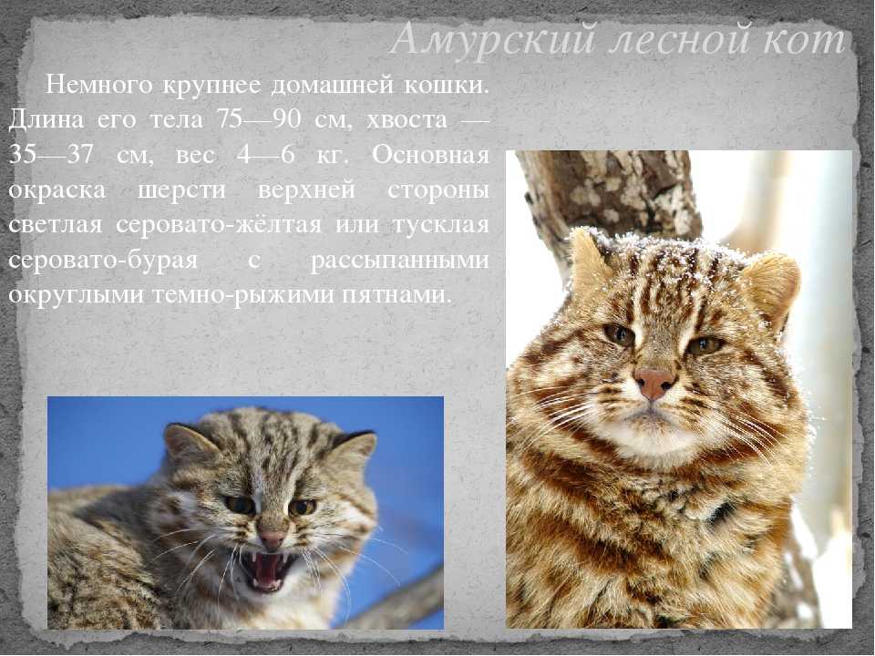 Дикий лесной кот, пра-пра-пра... дедушка всех наших васек и мурок - ареал обитания, подвиды, образ жизни, рацион, размножение, возможность приручения