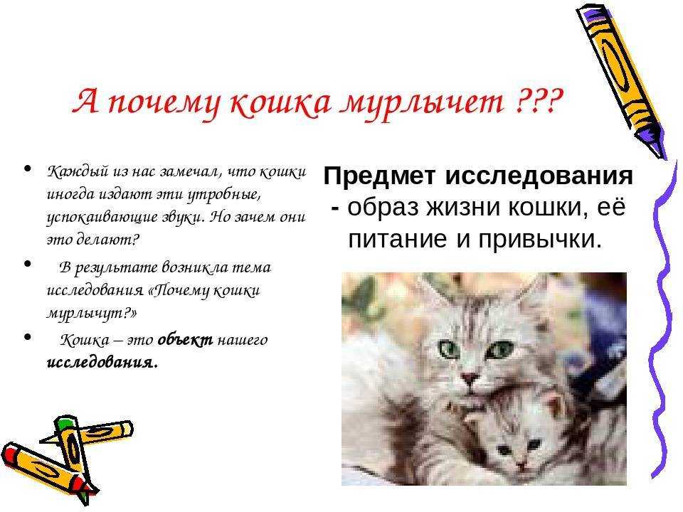 Почему кошки мурлыкают: как они это делают, когда засыпают