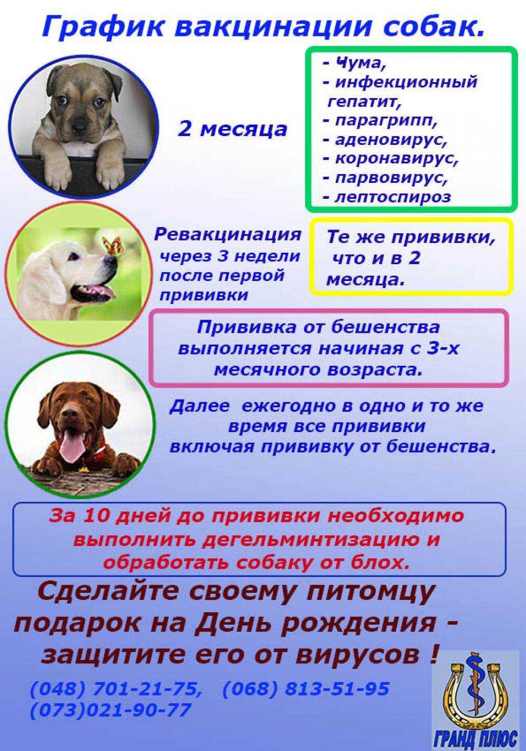 Дегельминтизация собак