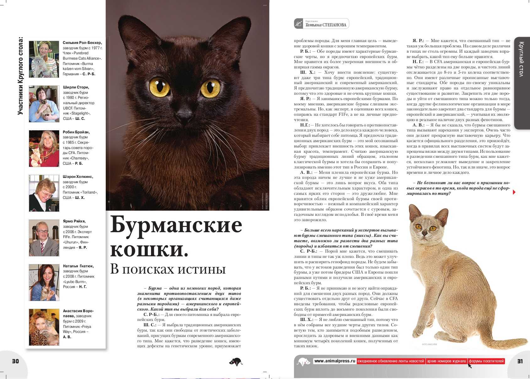 Бирманские кошки: описание породы, характер, здоровье