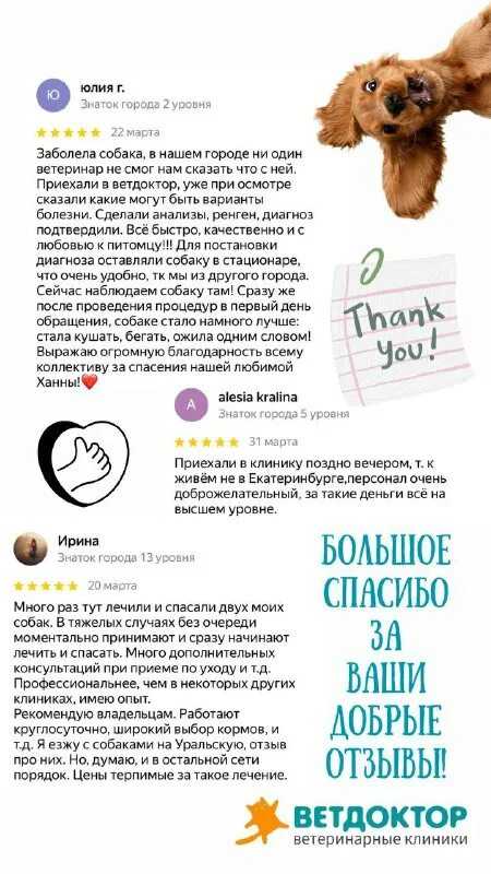 Как выбрать щенка: выявляем тип характера собаки