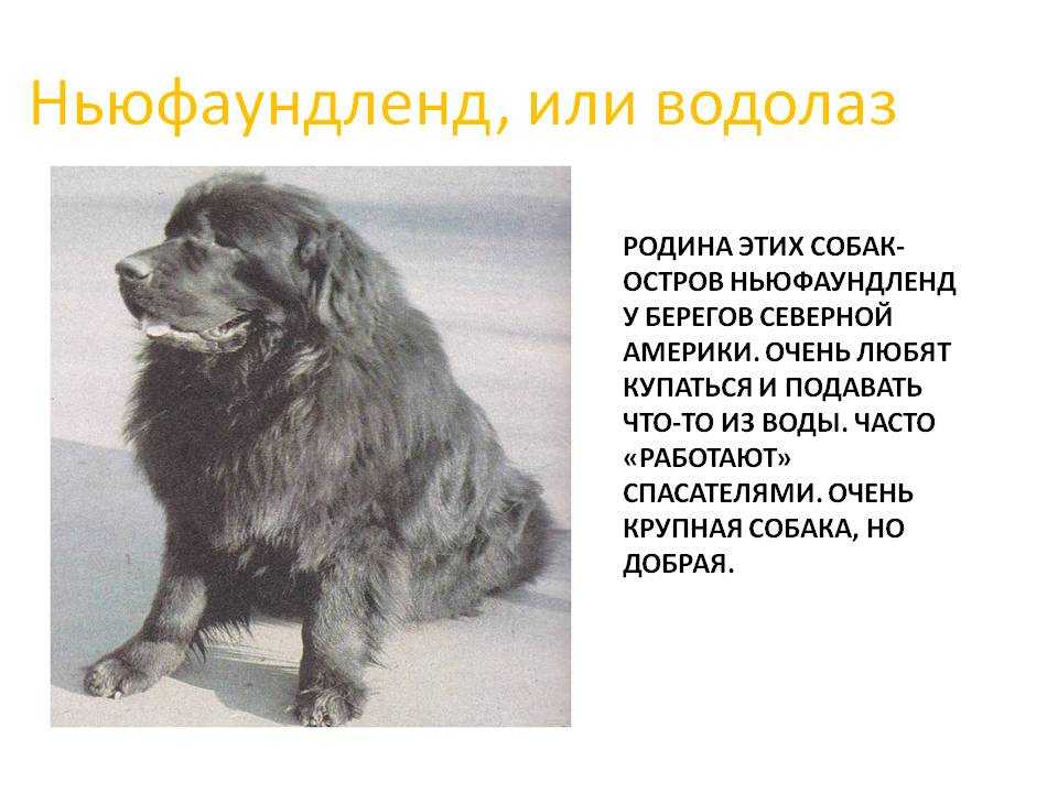 Ньюфаундленд