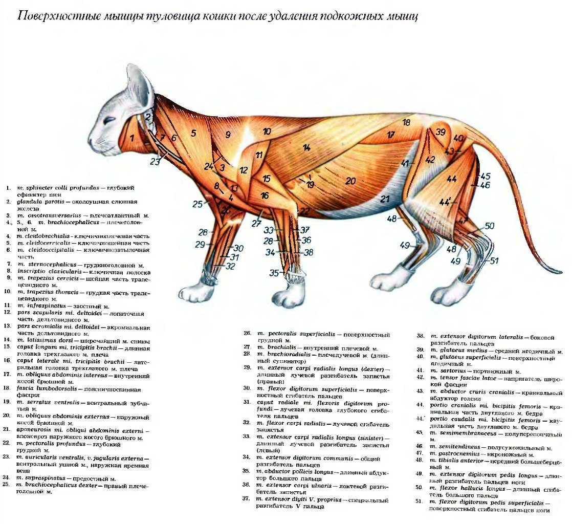 Есть ли у котов соски? все о сосках у котов