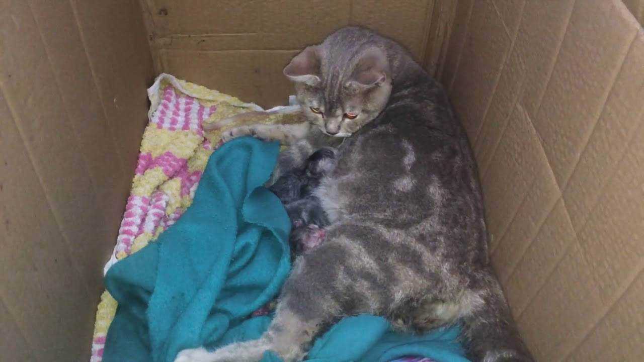 Помощь кошке при родах