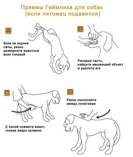 Собака съела куриную кость: что делать если подавилась или проглотила полностью трубчатую, каркас или часть грудки? симптомы у щенков и взрослых
