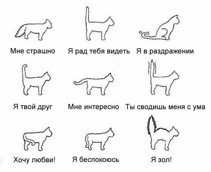 Как кошки выражают эмоции и какие именно - автор ирина колосова - журнал женское мнение