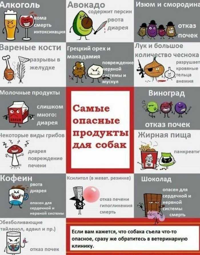 Чем нельзя кормить собаку: запрещенные и опасные продукты
