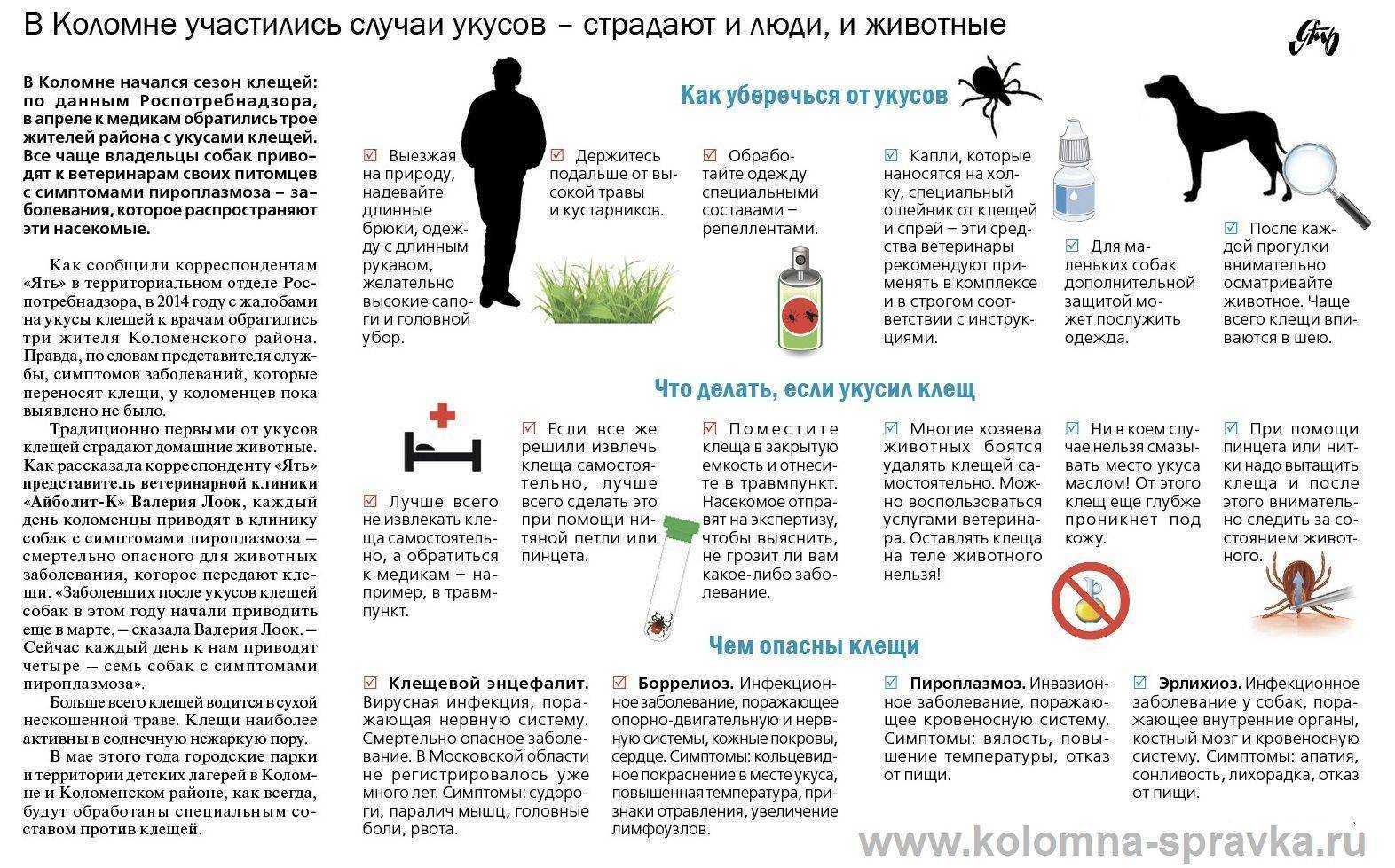 Рвота с кровью у кошки: внутреннее кровотечение