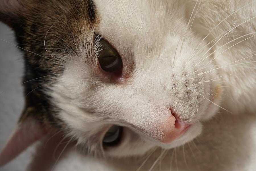 Кожные болезни кошек - симптомы и лечение